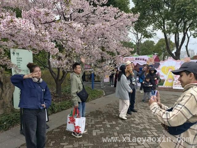 上海宝山：国际邮轮纷至沓来，“樱邮联动”开启春日浪漫之旅，3月16日吴淞口国际邮轮港刷新纪录，宝山多元活动引游客赞叹