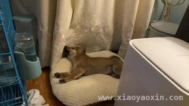 上海破获“星期宠”诈骗团伙，12人获刑大快人心，惊！多人团伙借“星期宠”诈骗寻衅滋事终受惩