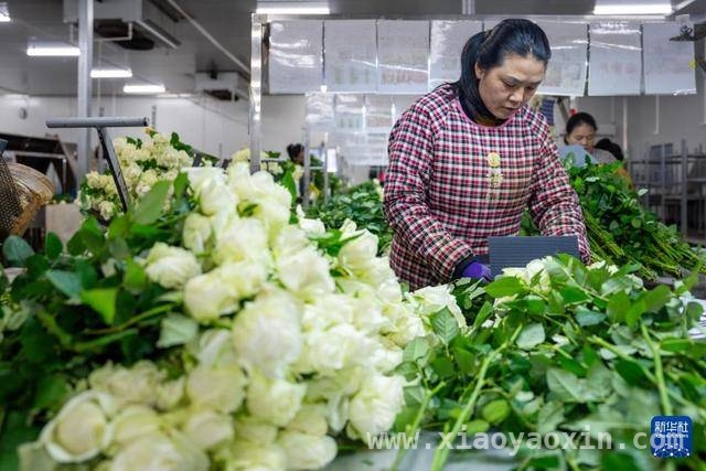 2024姚安鲜花产业崛起，七千余人就业增收超2.3亿！，2024姚安鲜花产业成就业增收“引擎”，突破2.3亿！
