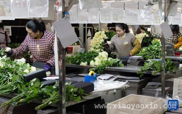 2024姚安鲜花产业崛起，七千余人就业增收超2.3亿！，2024姚安鲜花产业成就业增收“引擎”，突破2.3亿！