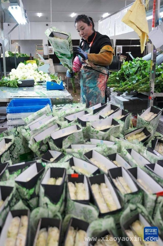 2024姚安鲜花产业崛起，七千余人就业增收超2.3亿！，2024姚安鲜花产业成就业增收“引擎”，突破2.3亿！