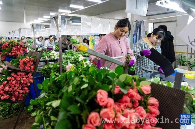 2024姚安鲜花产业崛起，七千余人就业增收超2.3亿！，2024姚安鲜花产业成就业增收“引擎”，突破2.3亿！