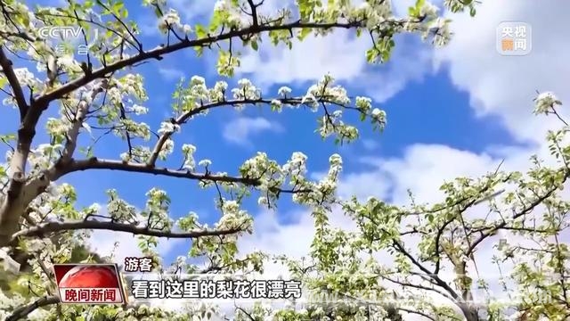春日出行正当时，多地赏花游火爆