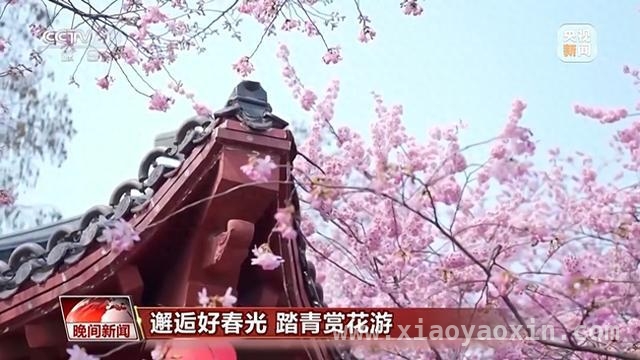 春日出行正当时，多地赏花游火爆