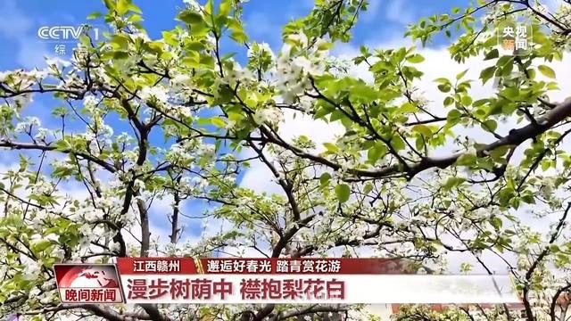 春日出行正当时，多地赏花游火爆