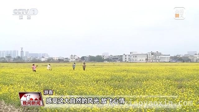 春日出行正当时，多地赏花游火爆
