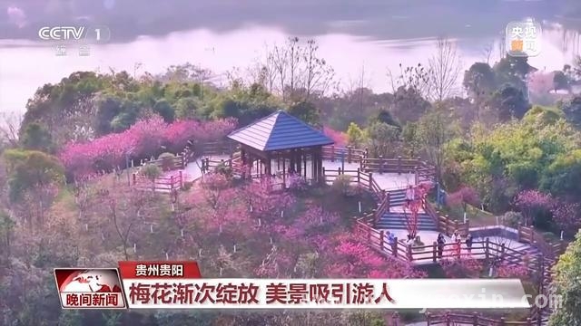 春日出行正当时，多地赏花游火爆