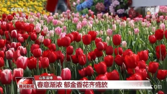 春日出行正当时，多地赏花游火爆
