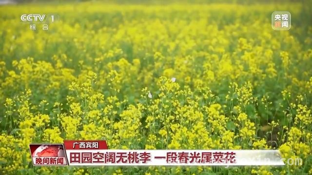 春日出行正当时，多地赏花游火爆