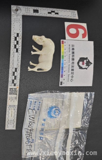 北京一店主走私象牙河马牙制品获刑，敲响法律警钟 珍贵动物制品走私案：沈某因无知付出代价