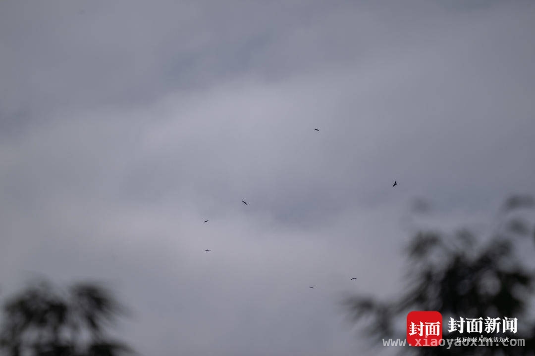珍稀草原雕现身龙泉山，猛禽迁徙监测成果丰硕