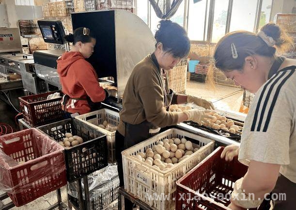 兴业银行厦门分行：金融力量助力乡村产业“蛋”生新活力，兴业银行厦门分行助力“三农”，“小鸭蛋”撬动大产业