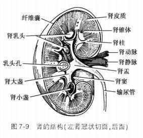 55 岁男子感冒输液后肾衰竭，药物副作用太可怕！，小感冒引发大危机：55 岁男子输液后肾衰竭！