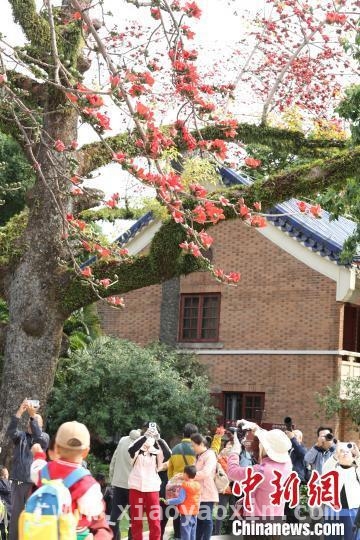 邂逅中山纪念堂木棉之美，感受广州英雄城市底蕴，广州中山纪念堂：木棉盛景绘就春日浪漫画卷
