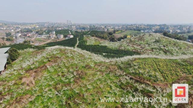 骑龙镇乡村旅游：花海经济激活乡村发展新动能，川南骑龙镇：春日花海绘就乡村振兴新画卷