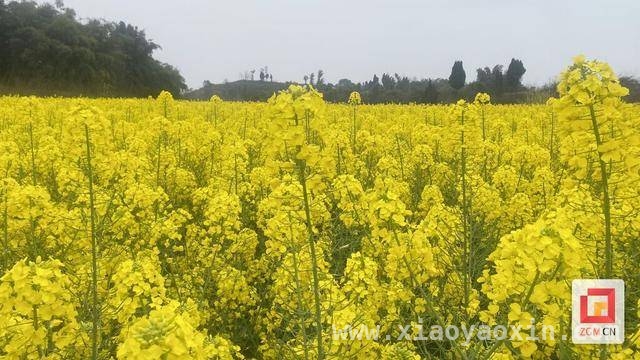 骑龙镇乡村旅游：花海经济激活乡村发展新动能，川南骑龙镇：春日花海绘就乡村振兴新画卷