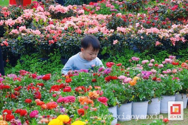 花毛茛盛开，贡井区开启春天的浪漫之旅，超小众花海来袭！贡井花毛茛等你打卡