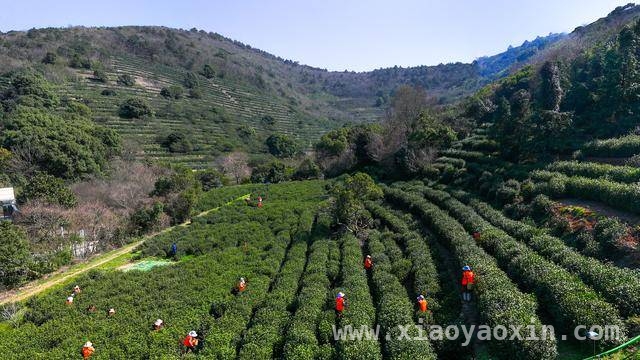 春日苏州，洞庭山碧螺春明前茶集中采摘正当时