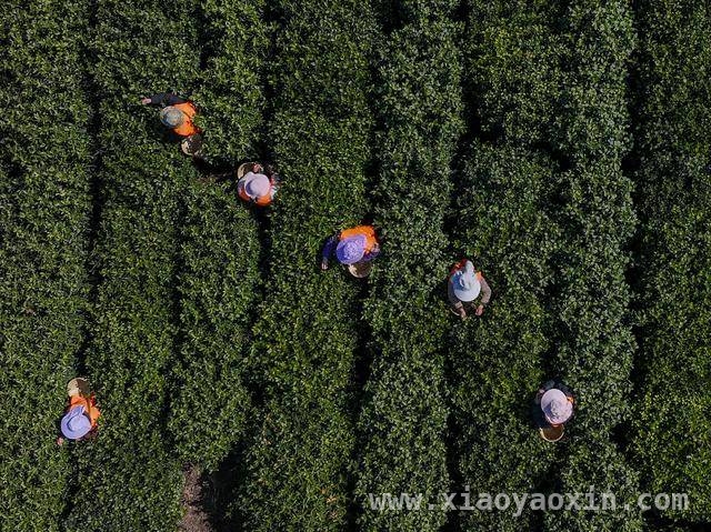 春日苏州，洞庭山碧螺春明前茶集中采摘正当时