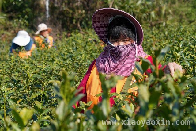 春日苏州，洞庭山碧螺春明前茶集中采摘正当时