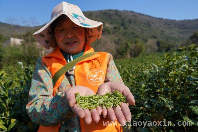 春日苏州，洞庭山碧螺春明前茶集中采摘正当时