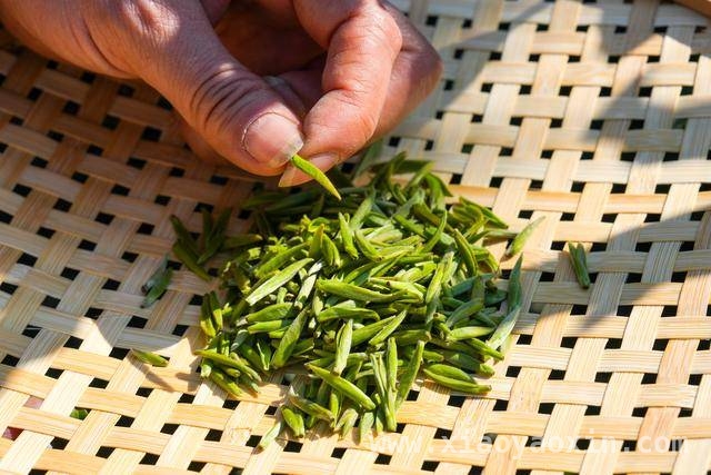 春日苏州，洞庭山碧螺春明前茶集中采摘正当时
