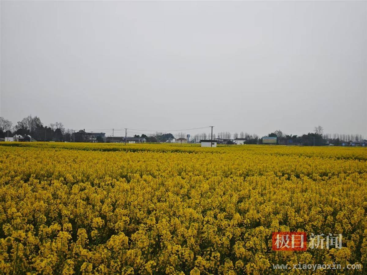油菜花田间的尬舞：乡镇干部为民生放下个人“面子”