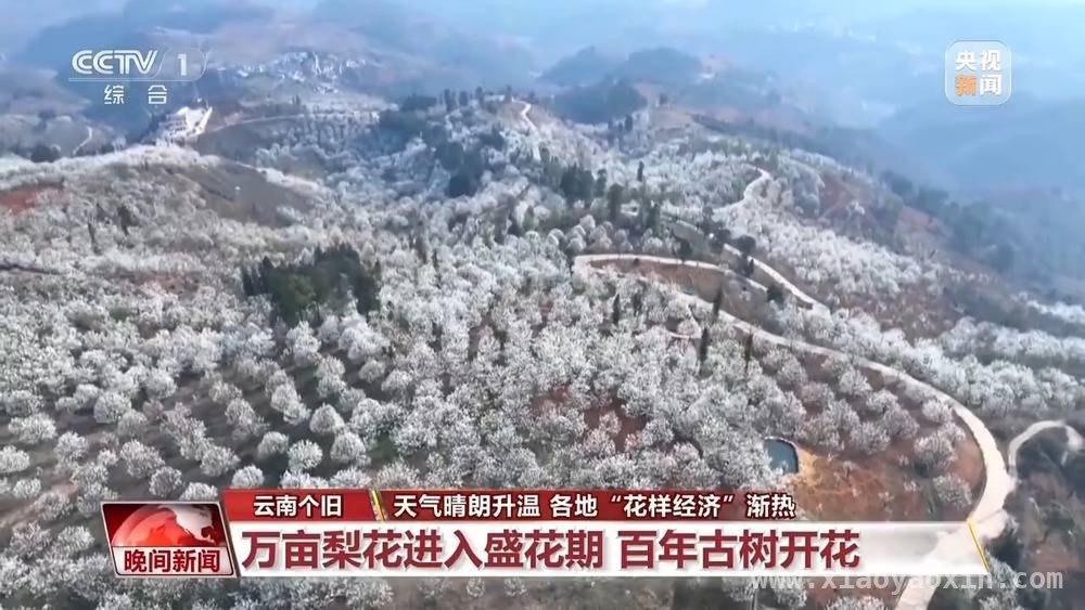 全国升温催热“花样经济”，云南梨花江苏春景吸睛，春暖花开，全国多地“花样经济”绽放活力