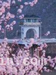 桃花烂漫时，相约水长城赏绝美春光