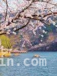 桃花烂漫时，相约水长城赏绝美春光
