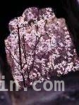 桃花烂漫时，相约水长城赏绝美春光