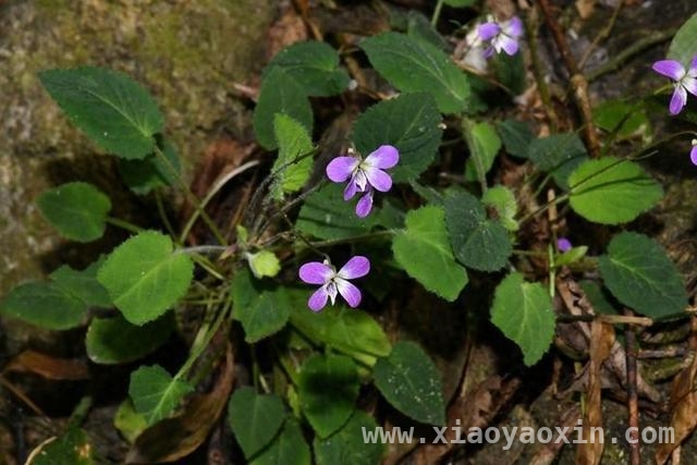 “忻城堇菜”现身广西，植物界迎新成员，探秘广西新物种——“忻城堇菜”