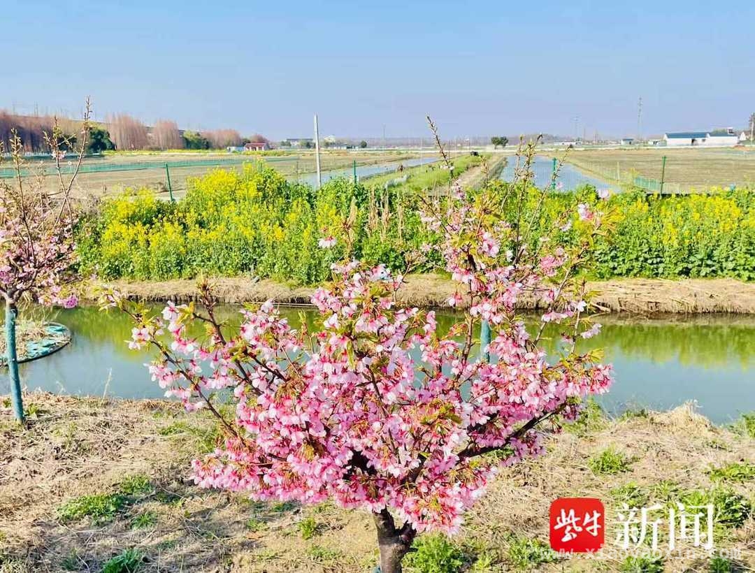 春分时节，南京高淳机耕路邂逅绝美春日浪漫 漫步高淳机耕路，感受田园与现代交织的独特魅力