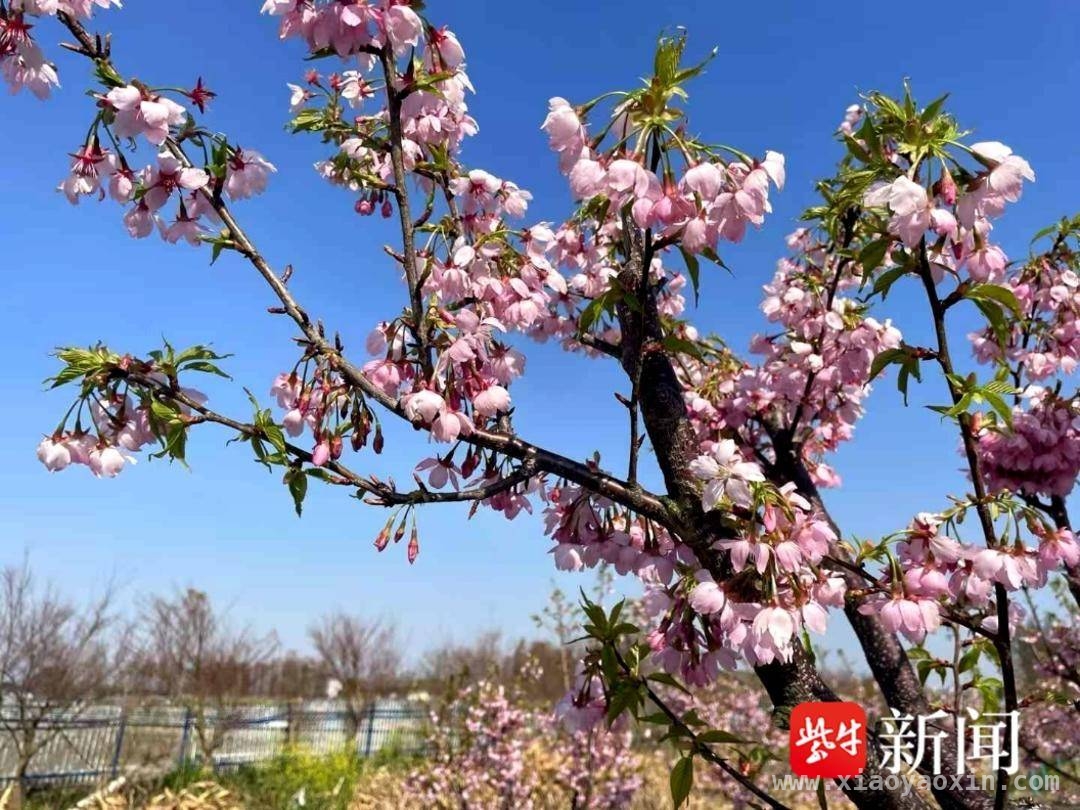 春分时节，南京高淳机耕路邂逅绝美春日浪漫 漫步高淳机耕路，感受田园与现代交织的独特魅力