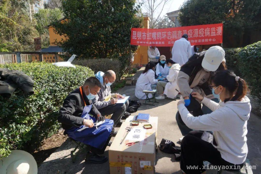 三月红嘴鸥启程北迁，昆明市民且看且珍惜！ 春城红嘴鸥渐远，错过再等半年！