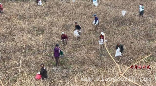 2025，永定区农业农村局推动莓茶产业再上新台阶