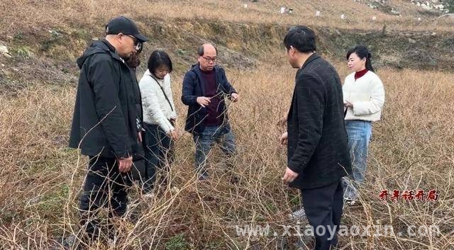 2025，永定区农业农村局推动莓茶产业再上新台阶