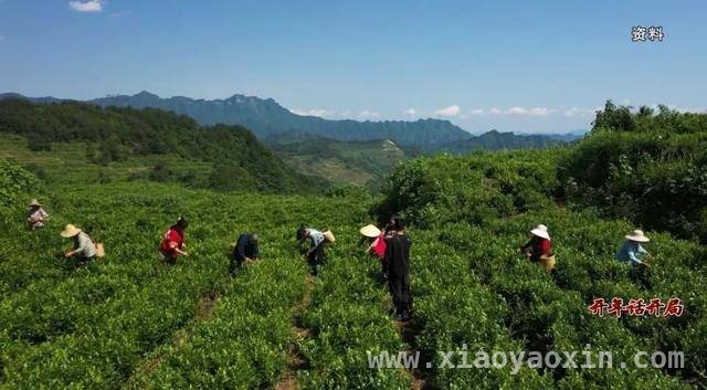 2025，永定区农业农村局推动莓茶产业再上新台阶