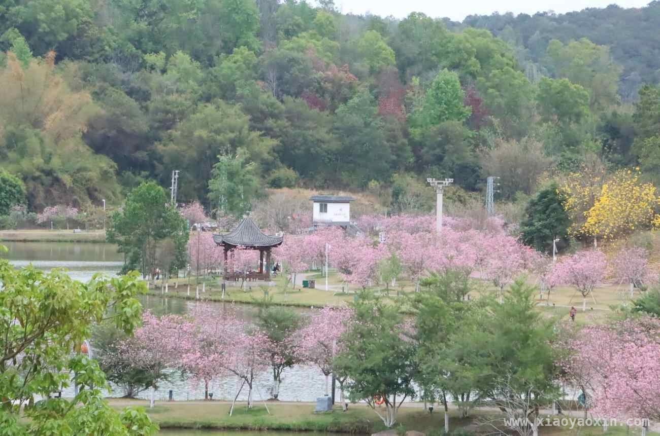 郁南春日：英雄花与宫粉紫荆的绝美邂逅