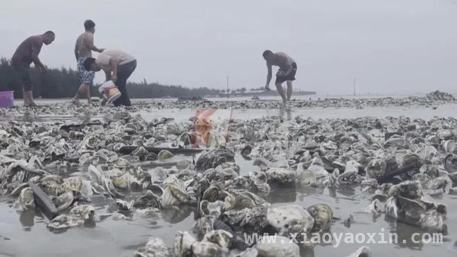 从刘先生的遭遇看海鲜处理中的“隐形杀手”，处理海鲜需谨慎，创伤弧菌危害大！