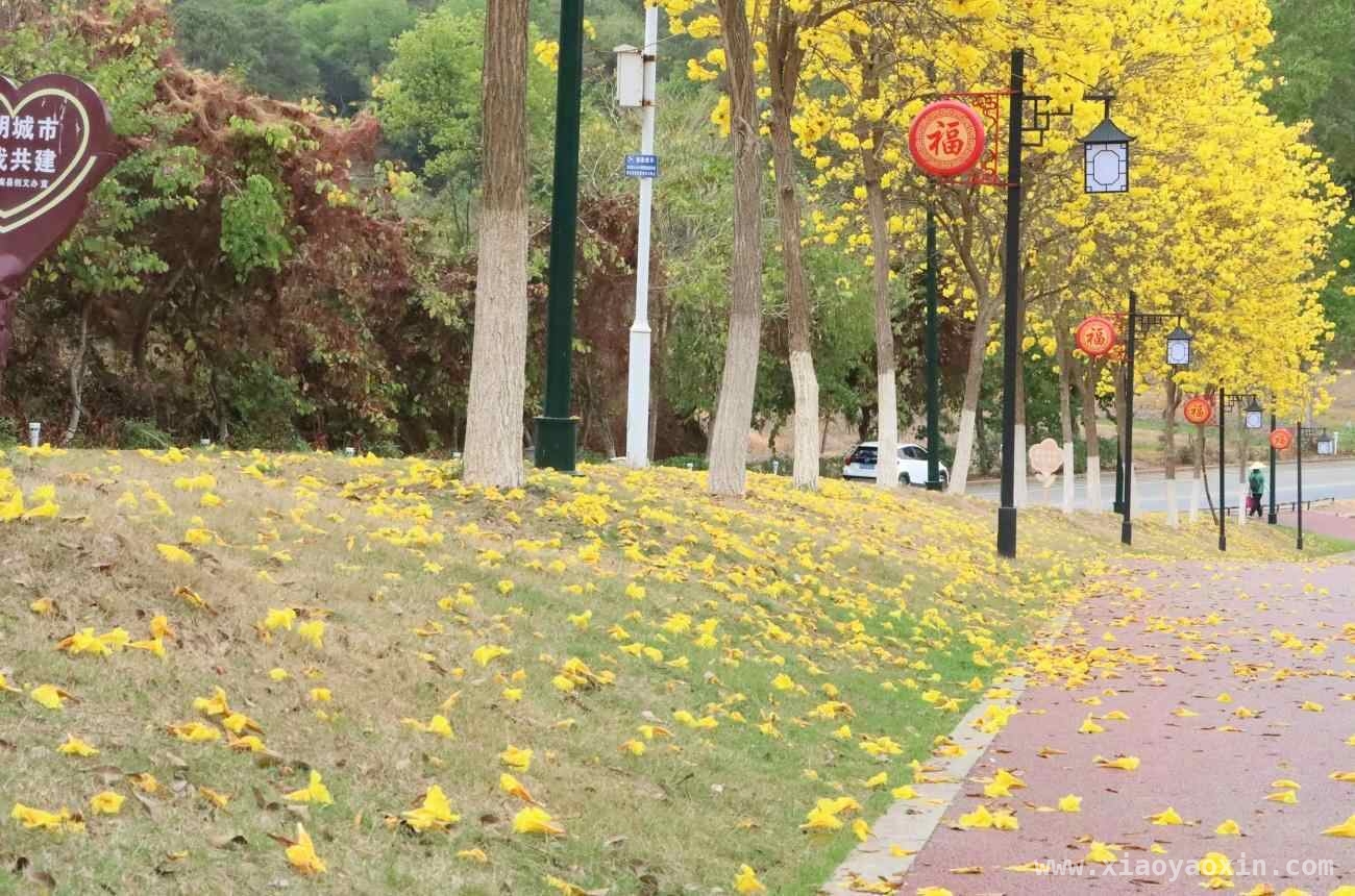 三月郁南：花香满径邂逅童话春天