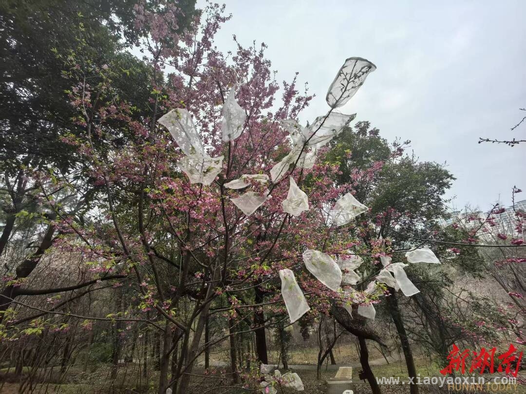 湖南樱花：短花期里藏着千亿商机