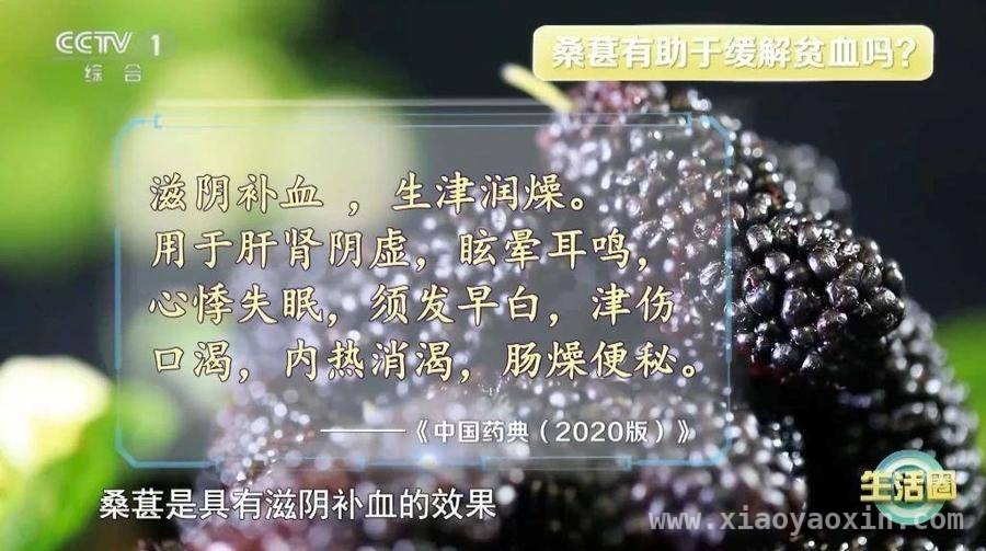 春季养生新选择：桑葚桑叶的奇妙作用 春天吃桑葚桑叶，这些好处你知道吗？