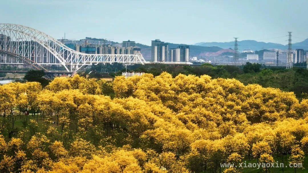 跟着高铁游桂东南，春日繁花等你赏，搭乘南珠高铁南玉段，开启春日桂东南浪漫之行