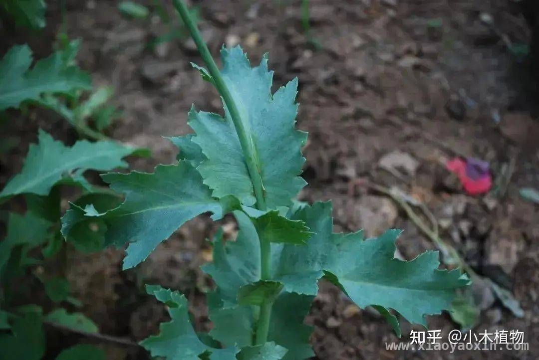 别被外表迷惑！了解毒品原植物真相，警惕！身边这些花草可能是“毒源”