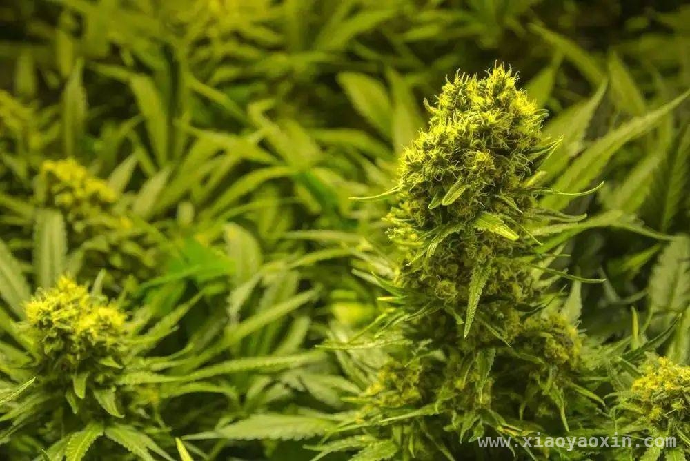 别被外表迷惑！了解毒品原植物真相，警惕！身边这些花草可能是“毒源”