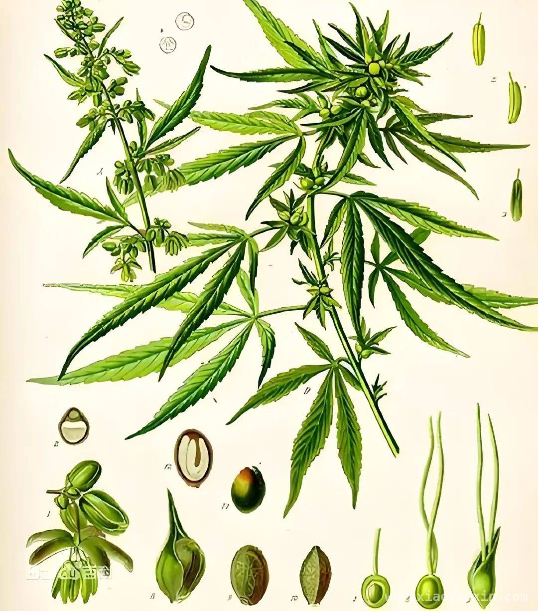 别被外表迷惑！了解毒品原植物真相，警惕！身边这些花草可能是“毒源”