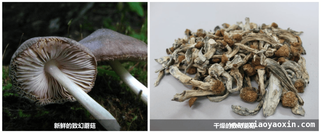 别被外表迷惑！了解毒品原植物真相，警惕！身边这些花草可能是“毒源”