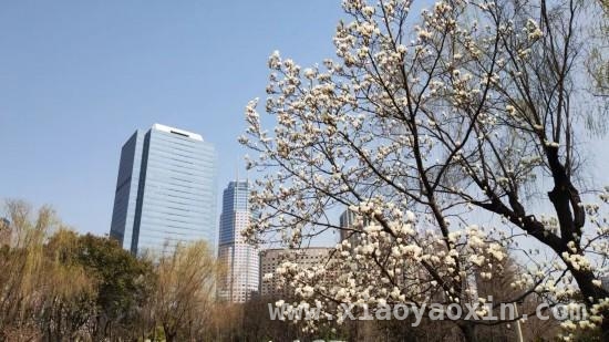 3月15日起条例护航，上海古树名木“明星”登场