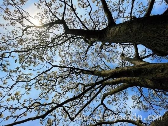 3月15日起条例护航，上海古树名木“明星”登场